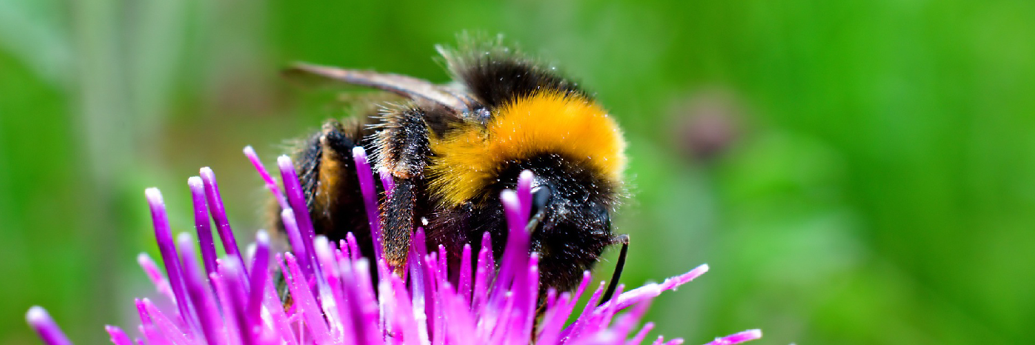 wild native bumblebee on a purple flower