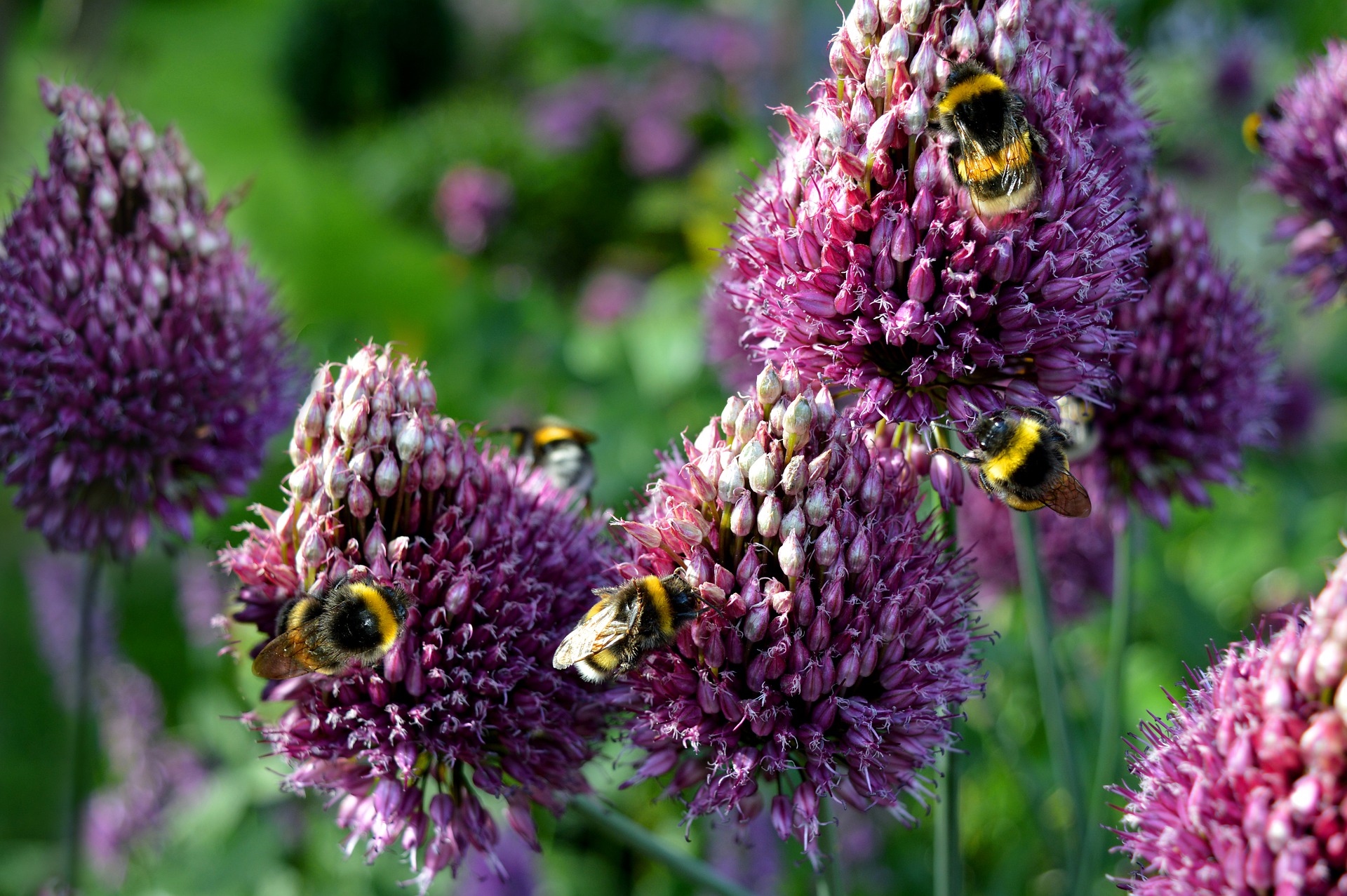 bees on flower