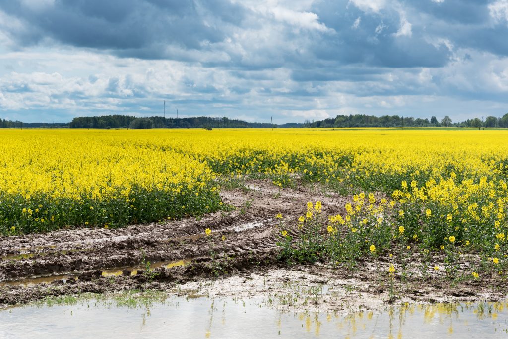 Serious Flaws in Review of Pollinator-killing Neonicotinoid Pesticides by  Canada's Pest Management Regulatory Agency – Friends of the Earth seeks action by the Federal Auditor General