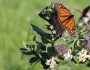butterfly on milkweed plant
