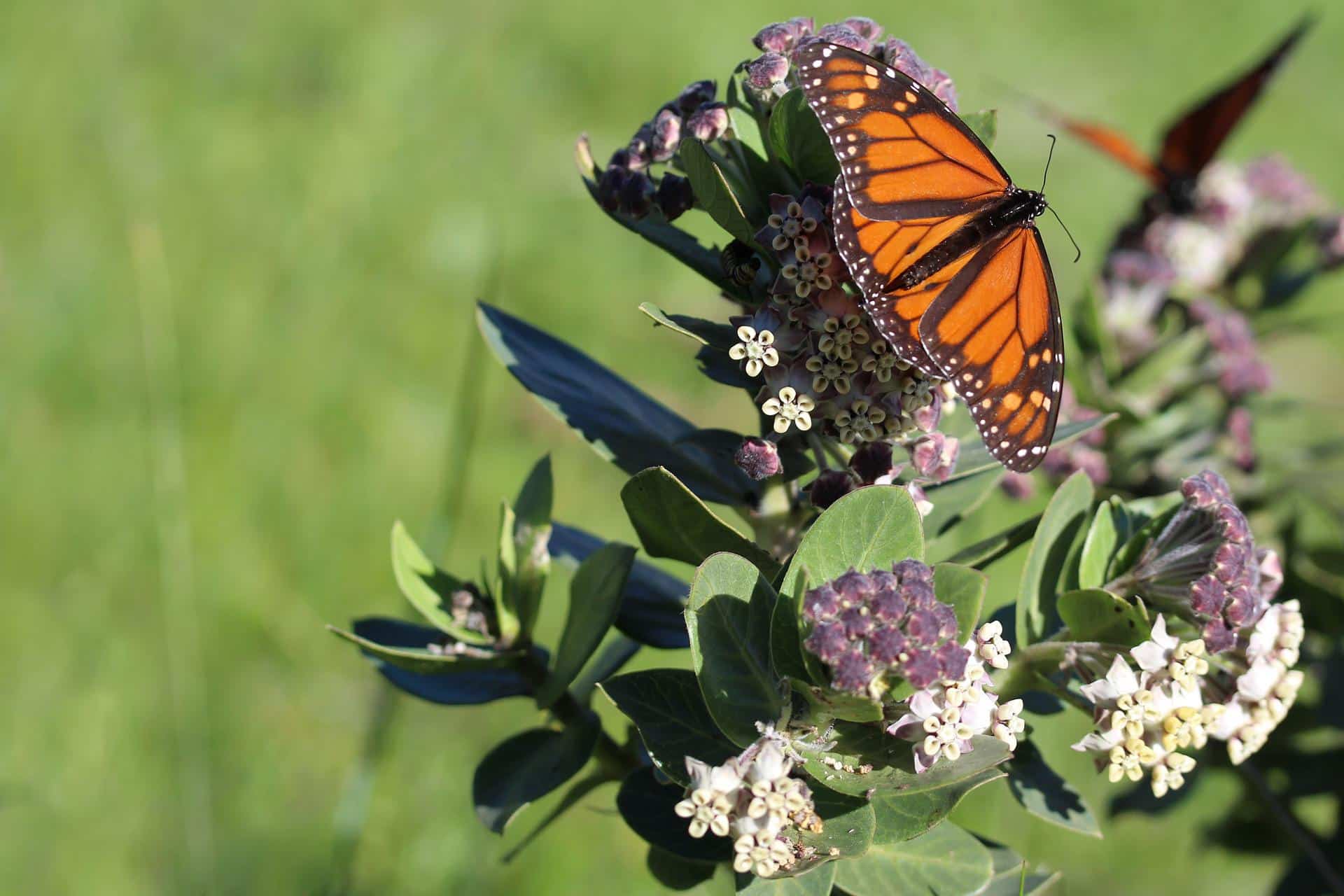 butterfly on milkweed plant