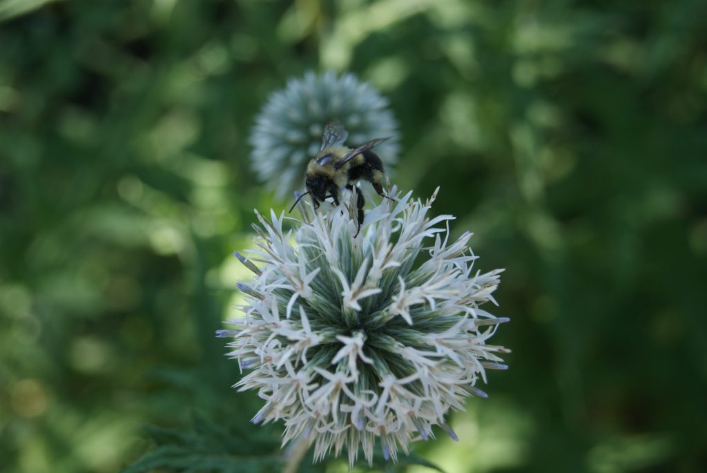 Bee on white allium flower. Photo courtsey of Sandra Wells.