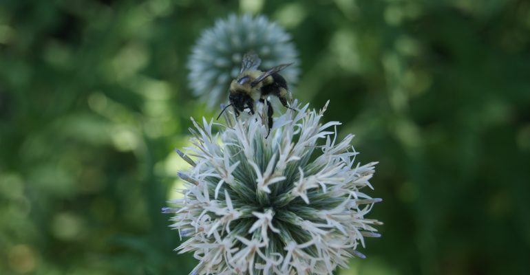 Bee on white allium flower. Photo courtsey of Sandra Wells.