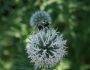 Bee on white allium flower. Photo courtsey of Sandra Wells.