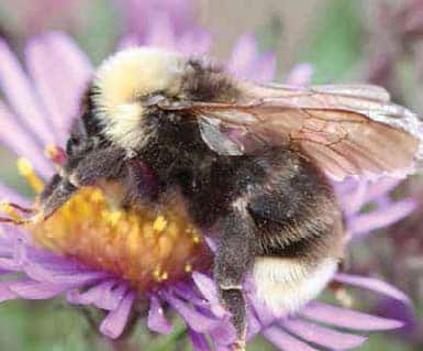 Gypsy Cuckoo Bumble Bee on a purple flower