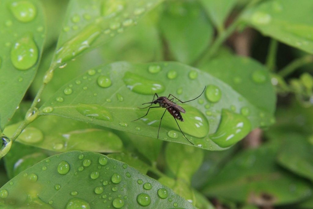Mosquitos sitting on a green leaf with water drops.