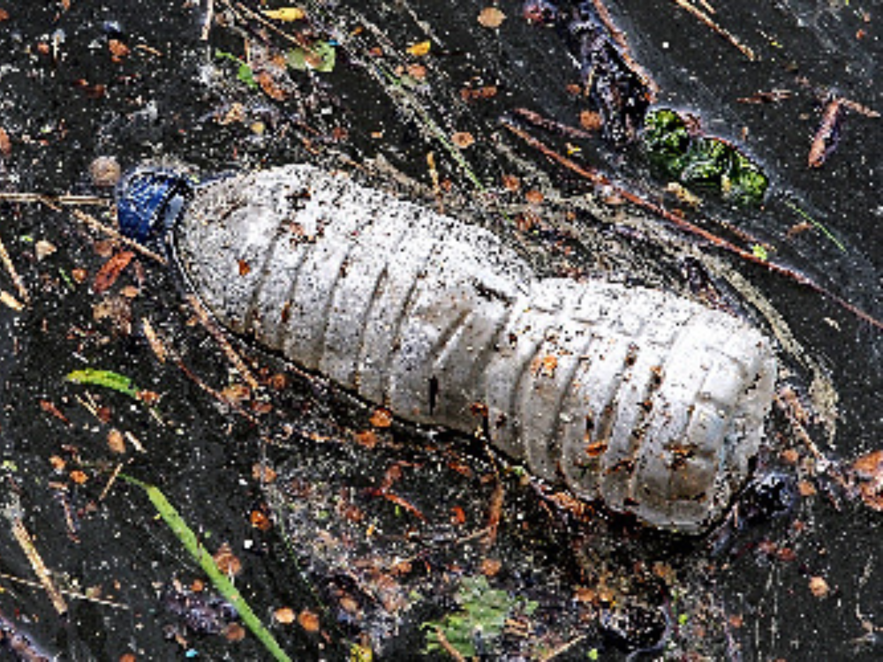 An image showing a plastic bottle thrown in nature.