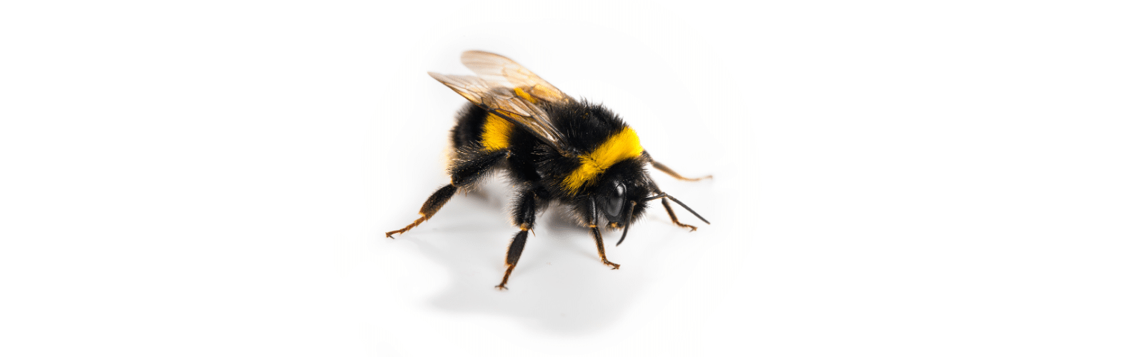 An Image of a bumble bee on a white background