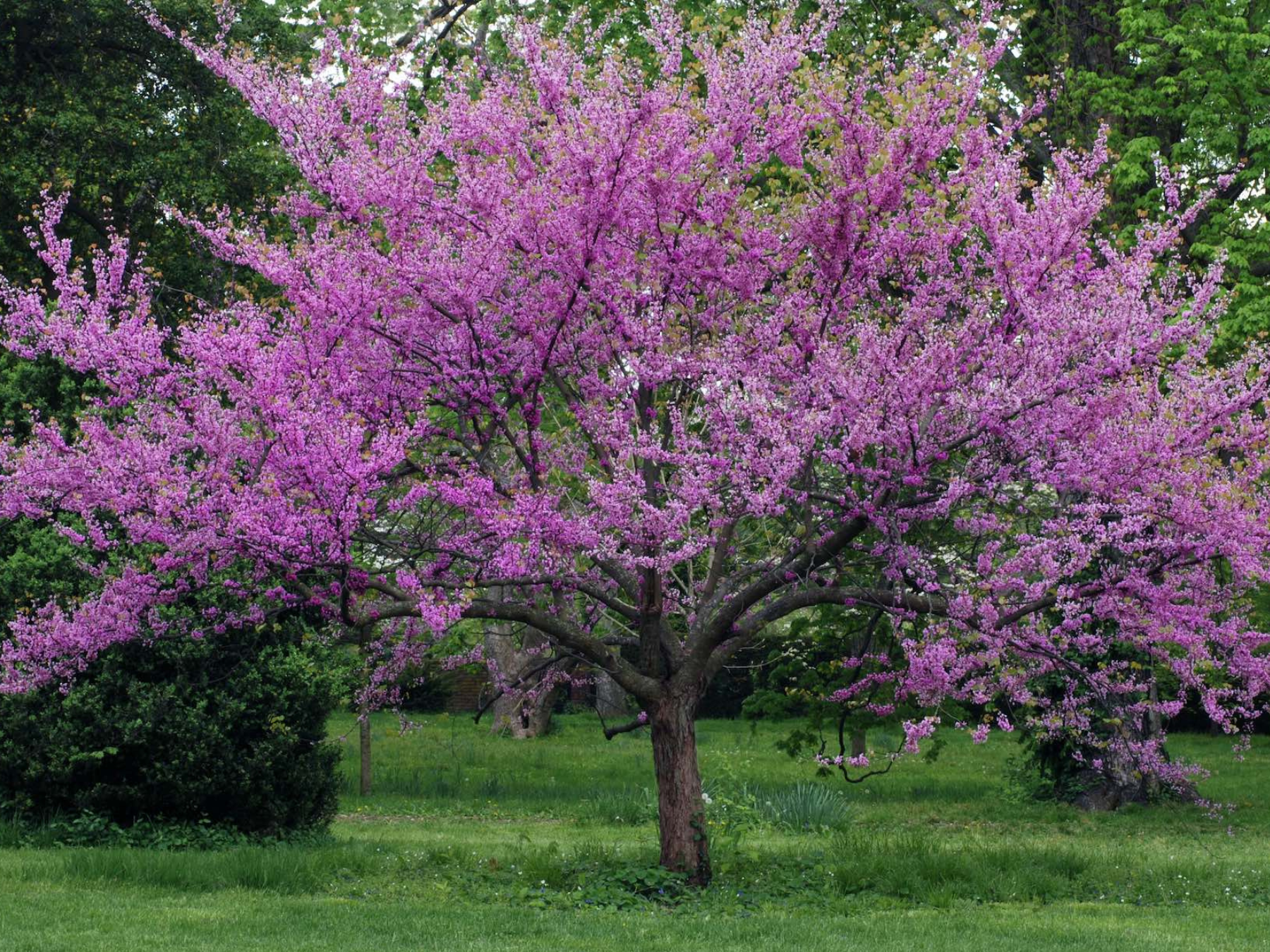 A vibrant Eastern Redbud tree in full bloom, covered in clusters of small, magenta flowers.