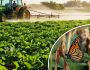 A field being sprayed with chemicals, with wilting plants in the foreground and a distressed monarch butterfly flying nearby, symbolizing the environmental impact of glyphosate.