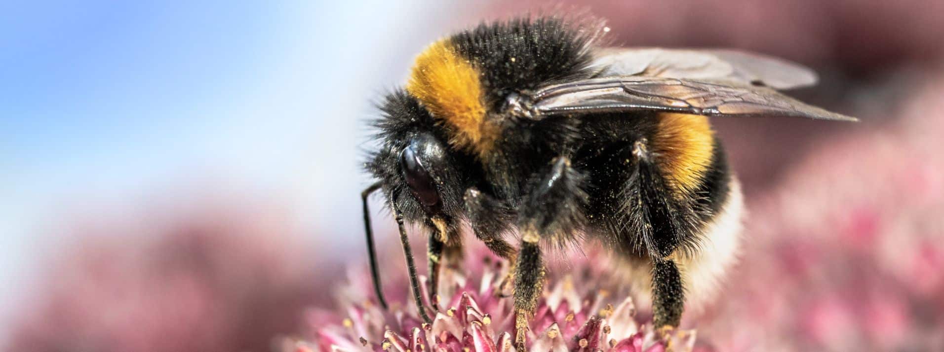 A-close-up-of-a-Bumble-Bee-on-Pink-Flowers