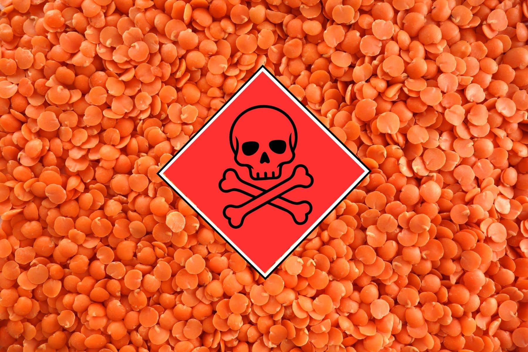 Background of red lentils with a red square with the toxic skull and crossbones symbol inside.